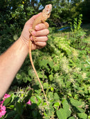 Caramel Albino Green Iguana (Iguana iguana)