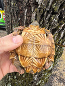 Spiny Hill Turtle CB 2024