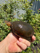 Red Cheeked Mud Turtle Adult Trio