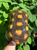 Suriname Red Foot Tortoise Adult Male