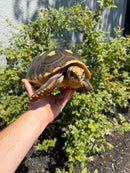 Red Foot Tortoise Adult Female