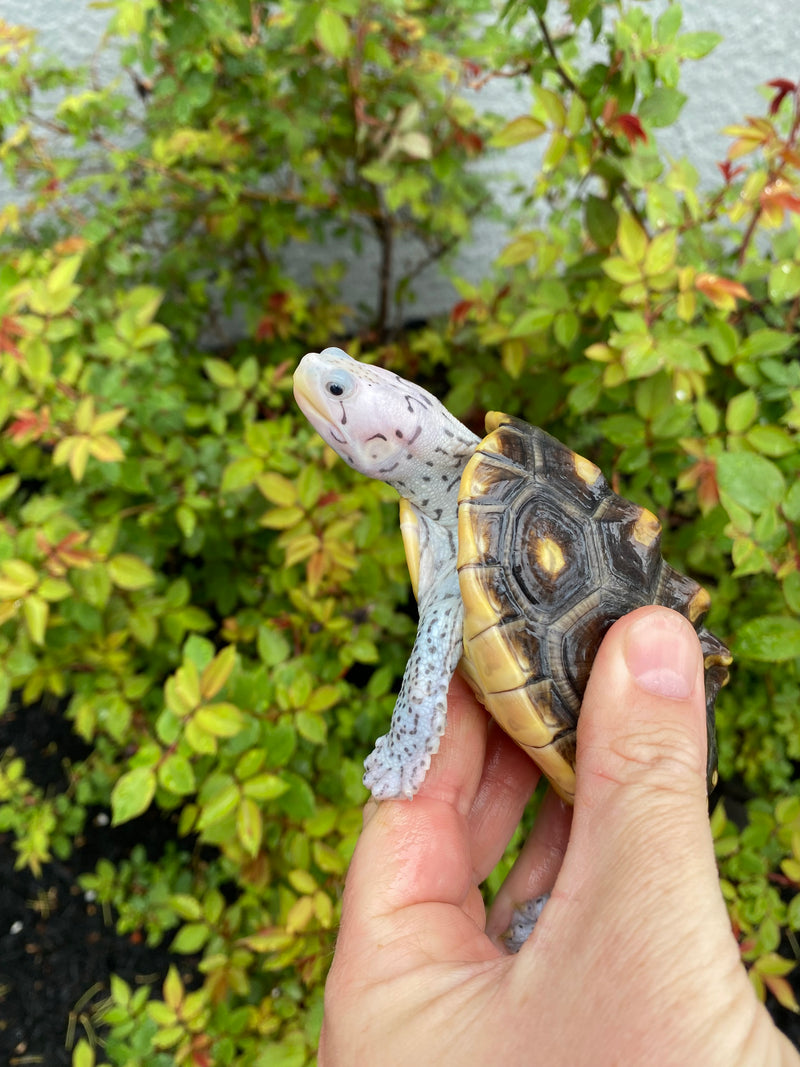 Turtles For Sale | Buy Rare Turtles Online | American Reptile