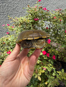 Yellow Mud Turtle Adult Pair