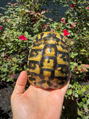 Eastern Hermann's Tortoise Adult Female