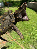 Alligator Snapping Turtle Sub Adult Female