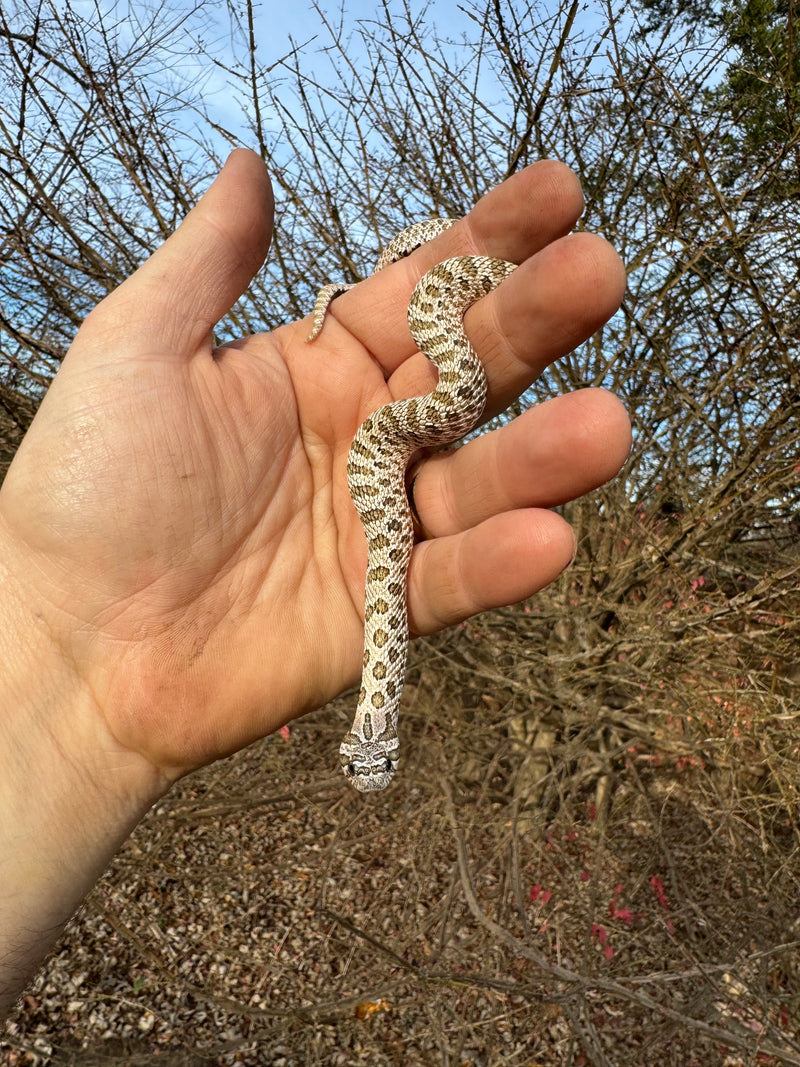 Arctic Western Hognose Snake Female