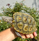 Concentric Diamondback Terrapin Adult Female