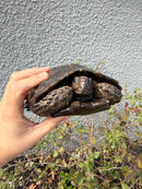 Burmese Black Mountain Tortoise Female