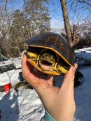 Florida Chicken Turtle CB  Adult Female