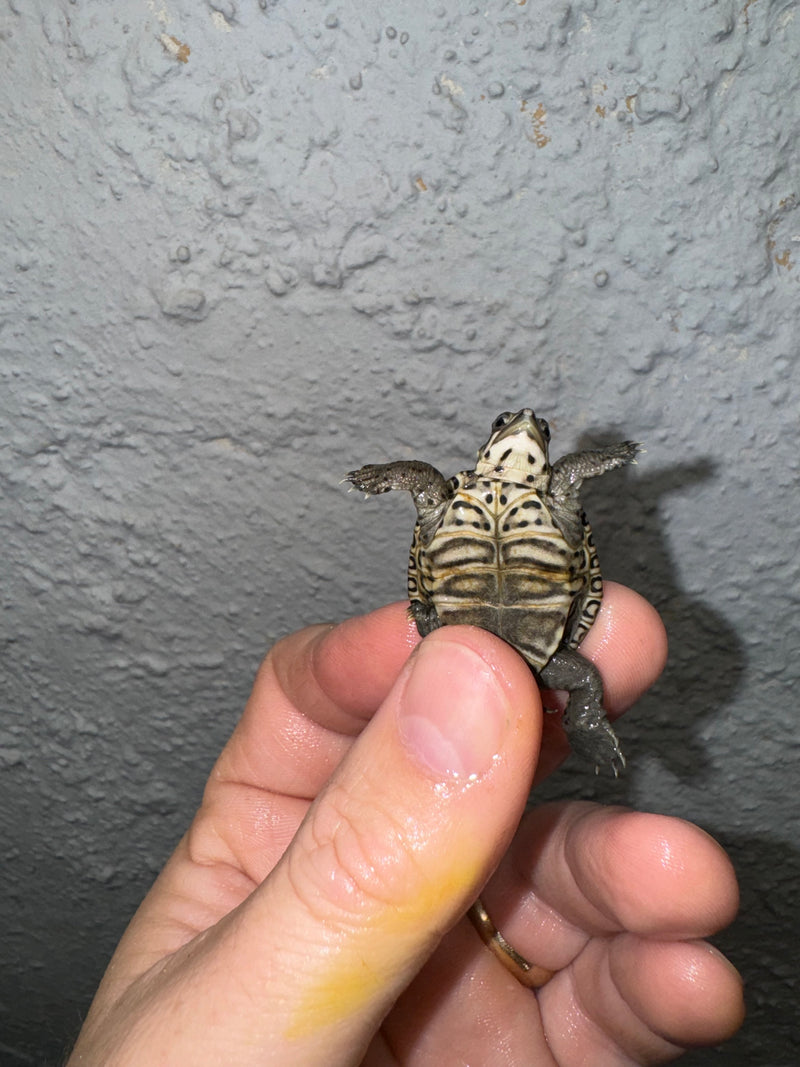 Hi White Concentric Diamondback Terrapin 2024