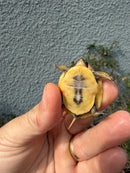Hi Color Eastern Box Turtle Baby