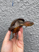 Red Cheeked Mud Turtle Adult Trio