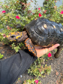 Red Foot Tortoise Adult Male