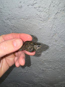 Hi White Concentric Diamondback Terrapin 2024