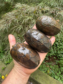 Stripe-necked Musk Turtle Adult Trio