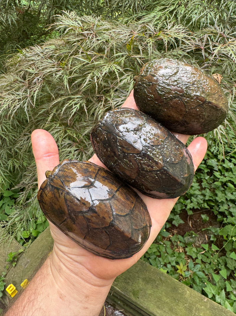 Stripe-necked Musk Turtle Adult Trio