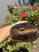Twist-necked Turtle LTC Female