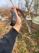 Texas Indigo Snake Juvenile