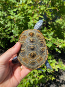 Adult Conentric Diamondback Terrapin Male