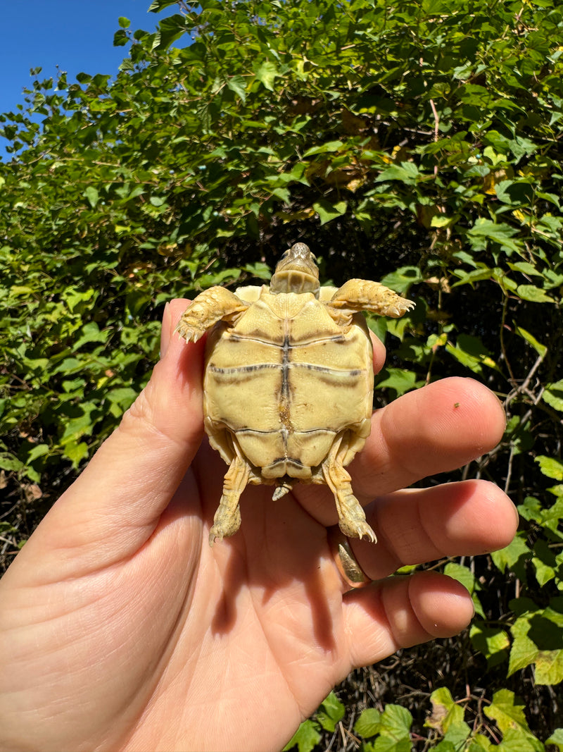 Leopard Tortoise 2024