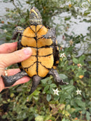 Franco-Italian Pond Turtle Adult Male