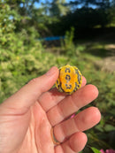 Yellow Flame Baby Florida Red Bellied Turtle