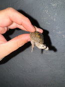 Hi White Concentric Diamondback Terrapin 2024