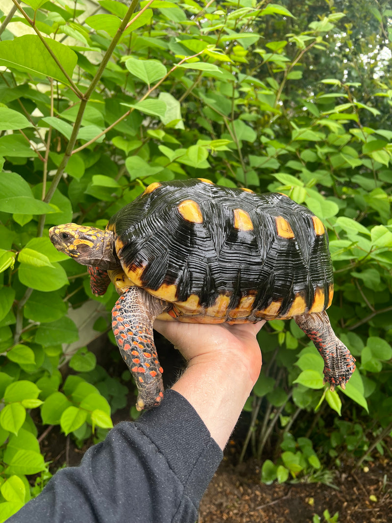 Suriname Red Foot Tortoise Adult Male