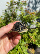 HI YELLOW Florida Box Turtle