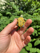 Pastel Clown Red Eared Slider Turtle 2024