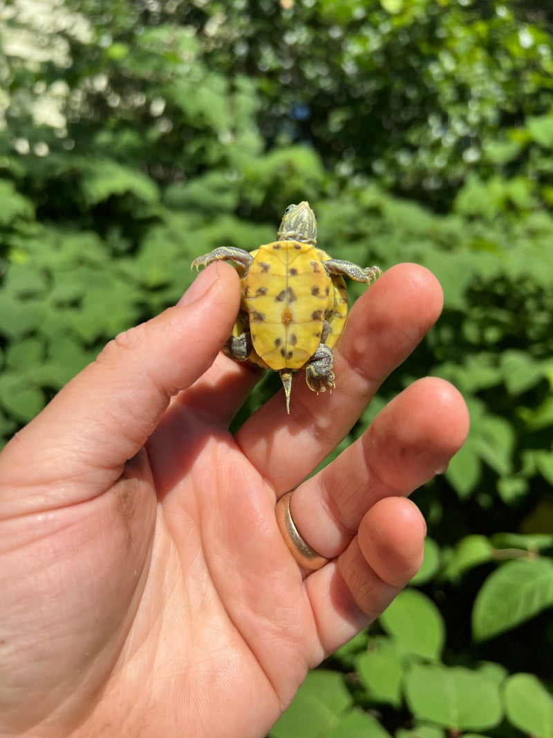 Pastel Clown Red Eared Slider Turtle 2024