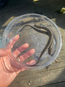 Lesser Dwarf Siren (Siren intermedia)