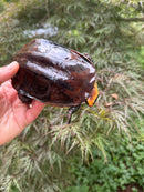 Twist-necked Turtle LTC Female