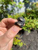 African Helmeted Turtle Babies (Pelomedusa subfra)