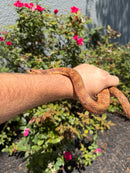 Red Salt Marsh Water Snake Adult Female