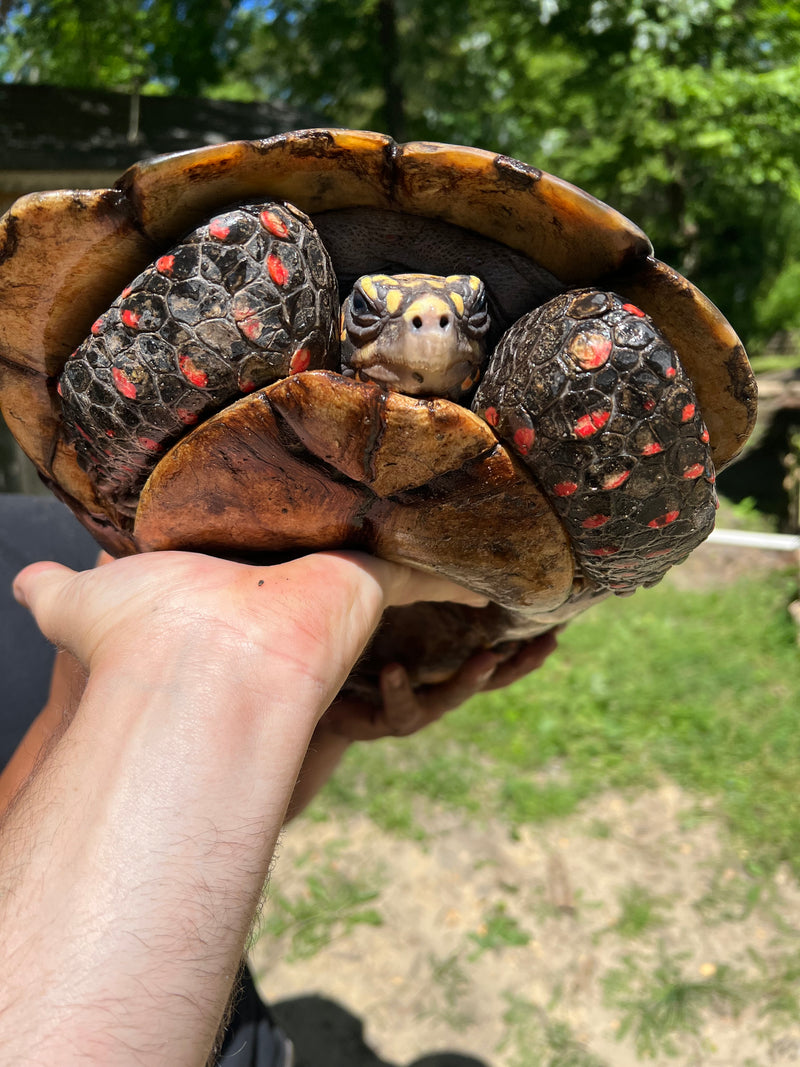 Suriname Red Foot Tortoise Adult Pair 7 XXL (Chelonoidis carbonaria)