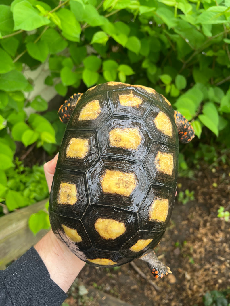 Suriname Red Foot Tortoise Adult Female