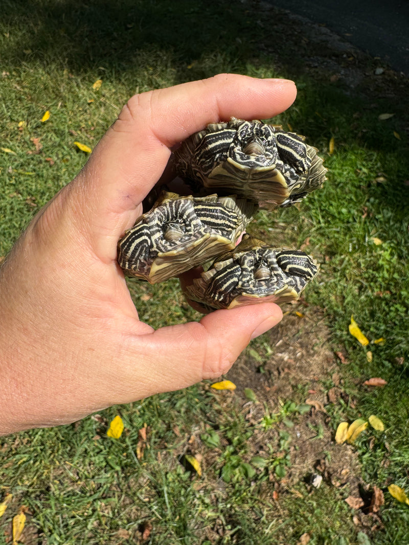 Southern Black-knobbed Sawback Map Turtles (1.2 subadults)  (Graptemys nigrinoda delticola)