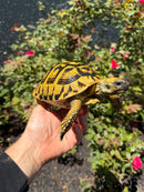Eastern Hermann's Tortoise Adult Female