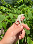 Snow Green Iguana 2024