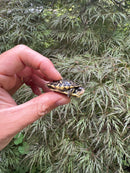 HI YELLOW Florida Box Turtle 2025