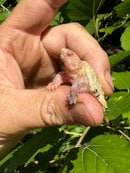 Paradox Albino Common Snapping Turtle