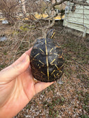 Florida Box Turtle Adult Female