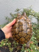 Spanish Pond Turtle Adullt Pair