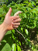 Snow Green Iguana 2024