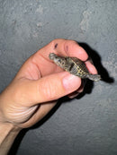 Hi White Concentric Diamondback Terrapin 2024