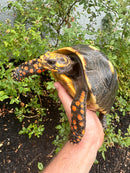Red Foot Tortoise Adult Female