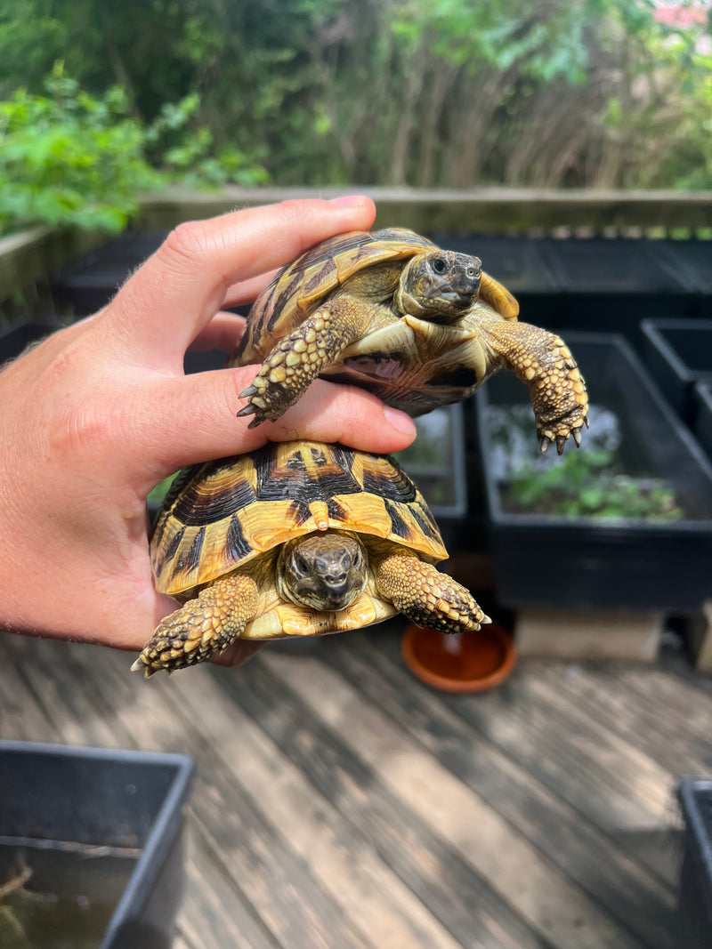 Eastern Hermann's Tortoise Pair