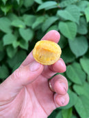 Paradox Albino Red Eared Slider Turtle  2024