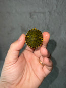 Pastel Clown Red Eared Slider Turtle 2023